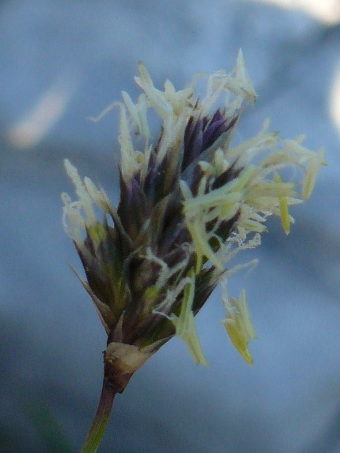 Sesleria cfr. caerulea
